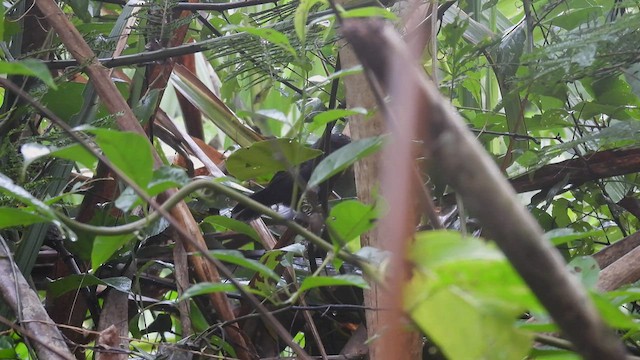 Riparian Antbird - ML415705731