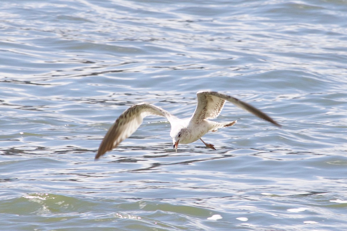 gull sp. - ML415705941