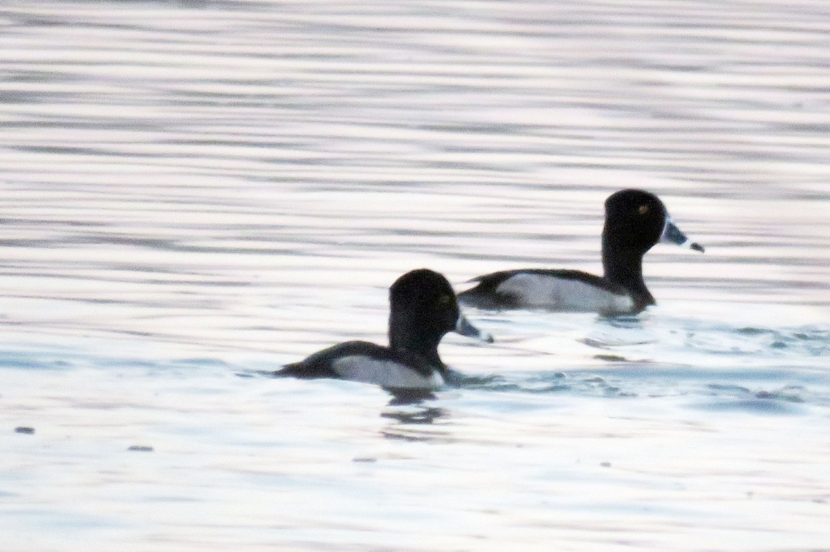 Ring-necked Duck - ML41570631