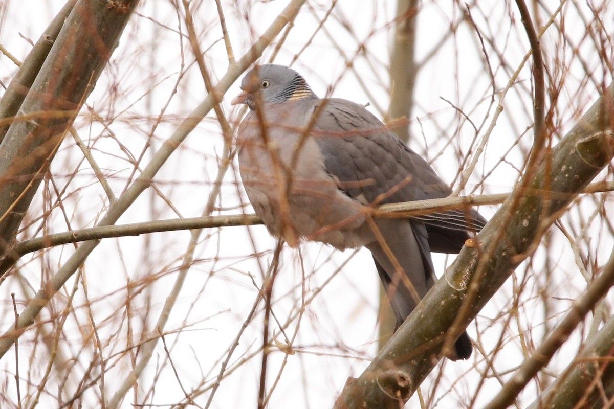 Common Wood-Pigeon - ML415708141