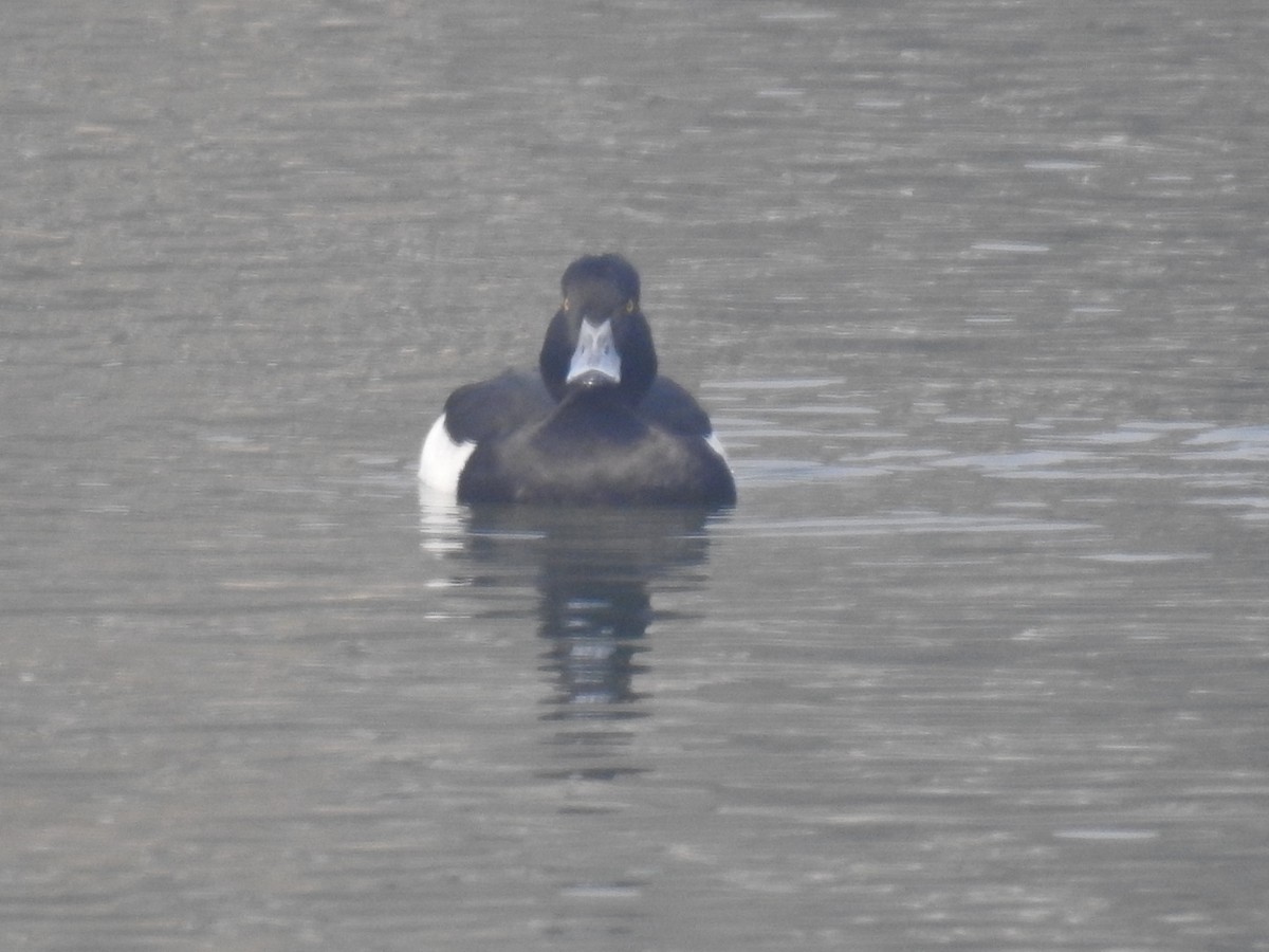 Tufted Duck - ML415708381