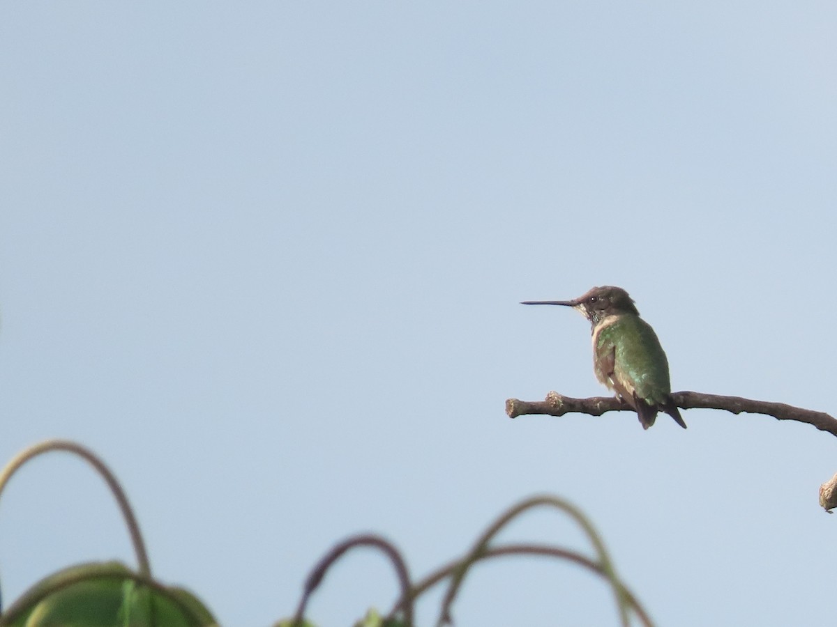 Ruby-throated Hummingbird - ML415709181