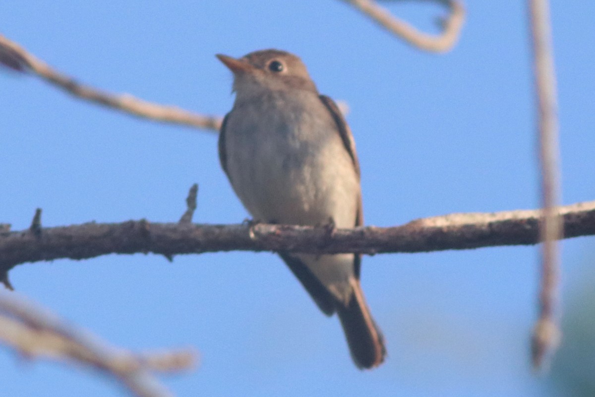 Asian Brown/Brown-streaked Flycatcher - ML415709561