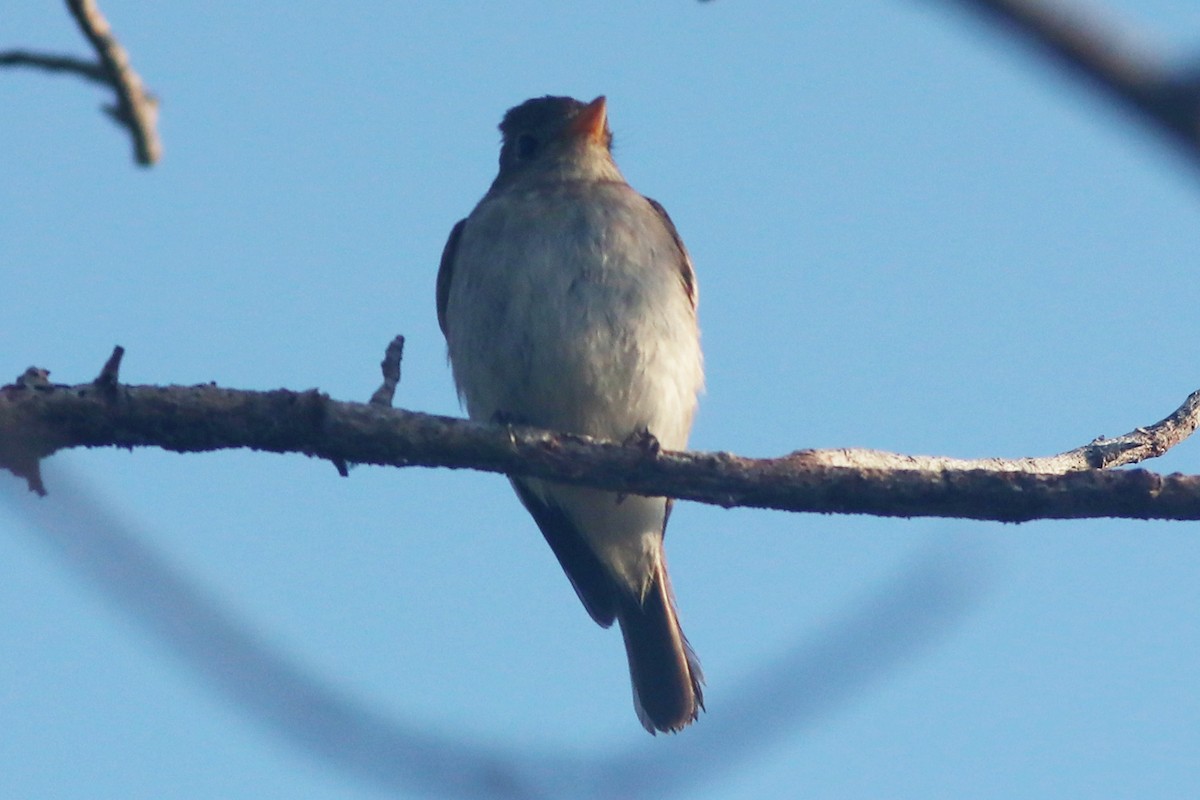 Asian Brown/Brown-streaked Flycatcher - ML415709571