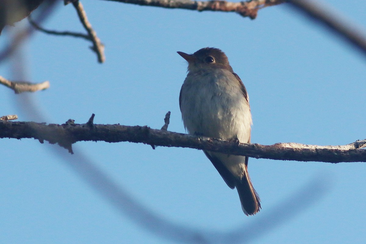 Asian Brown/Brown-streaked Flycatcher - ML415709581