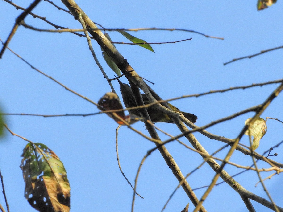 Purple-naped Spiderhunter - Mayoh DE Vleeschauwer