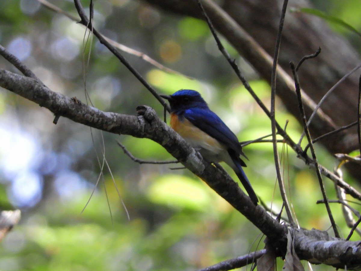 Blue-throated Flycatcher - ML415711551