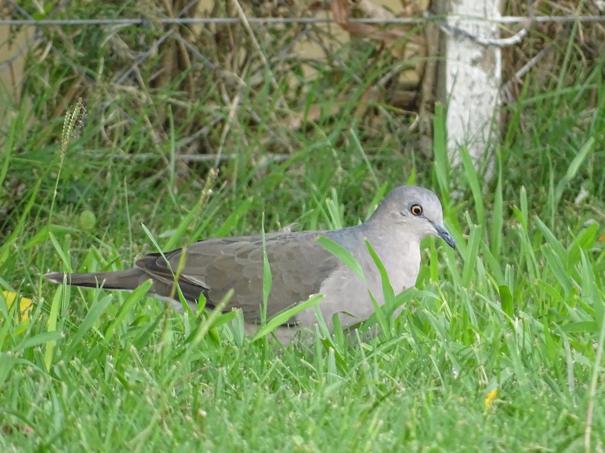 White-tipped Dove - ML415711561