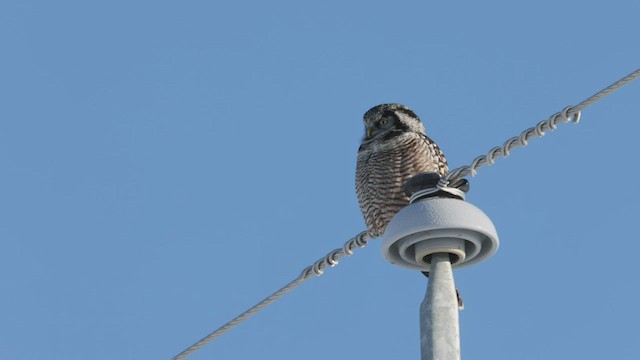 Northern Hawk Owl - ML415713191