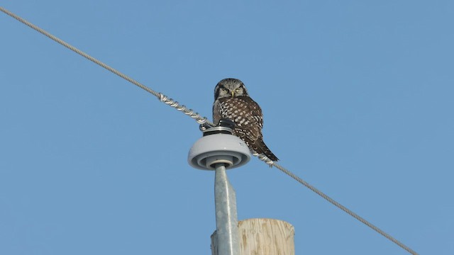 Northern Hawk Owl - ML415713211
