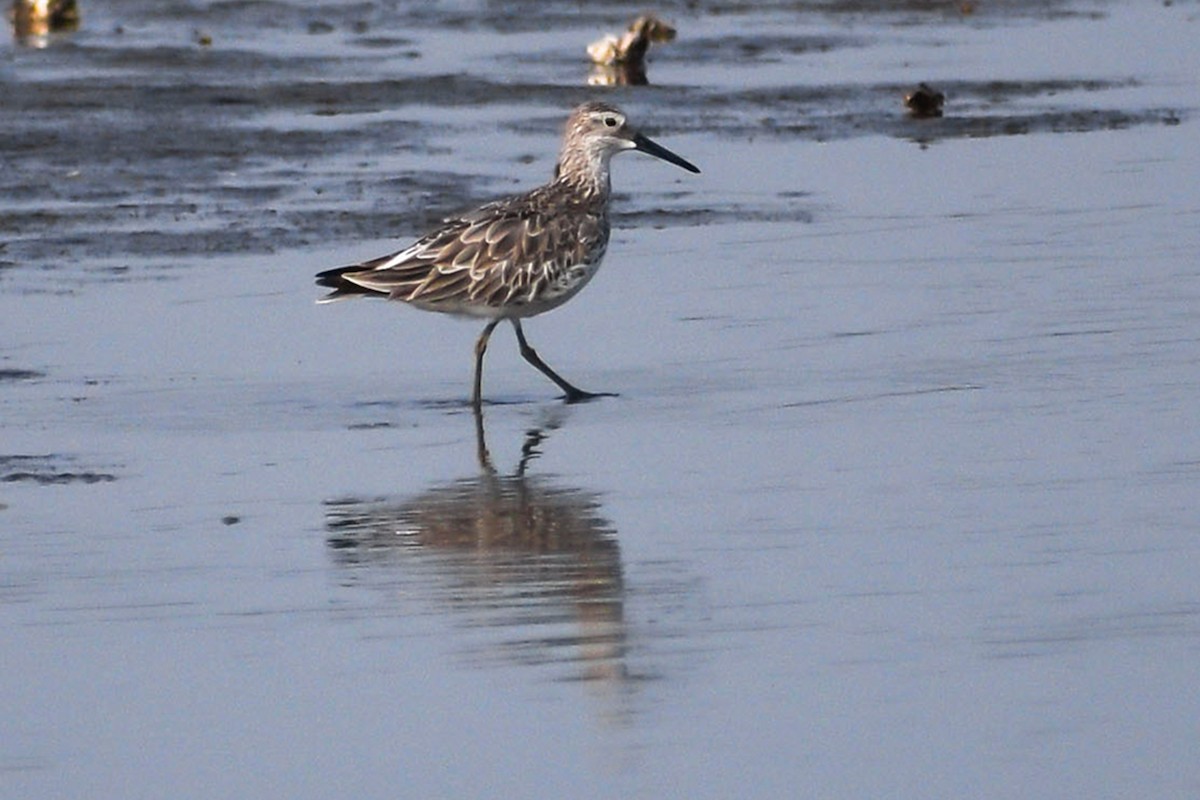 Great Knot - ML415714111