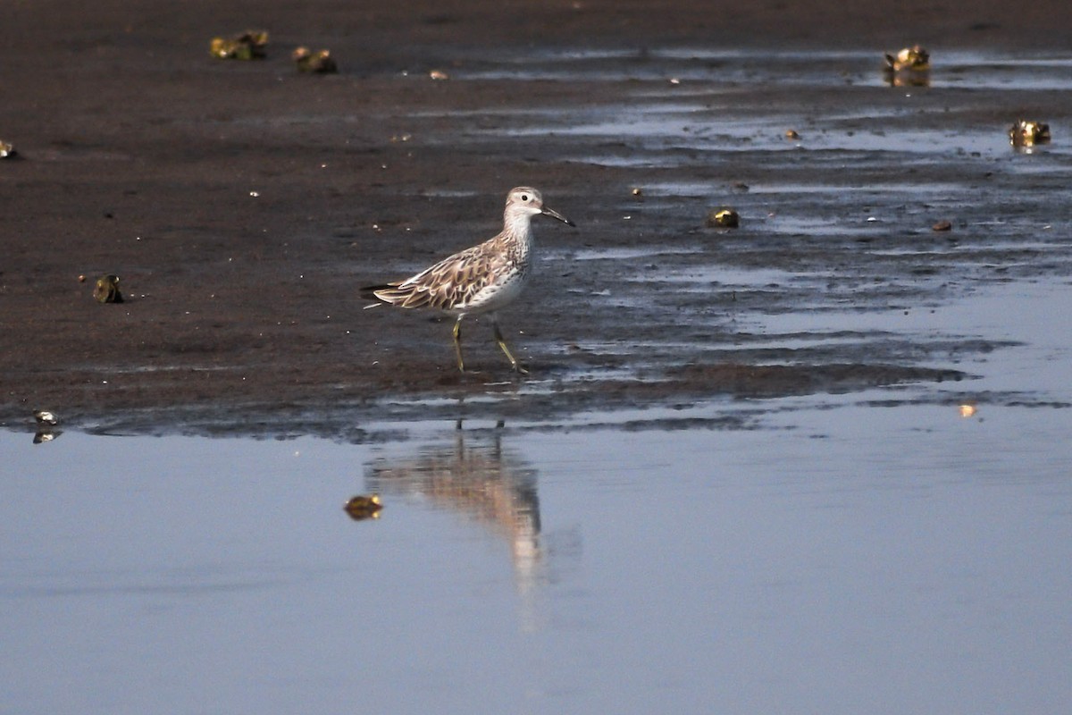 Great Knot - ML415714121