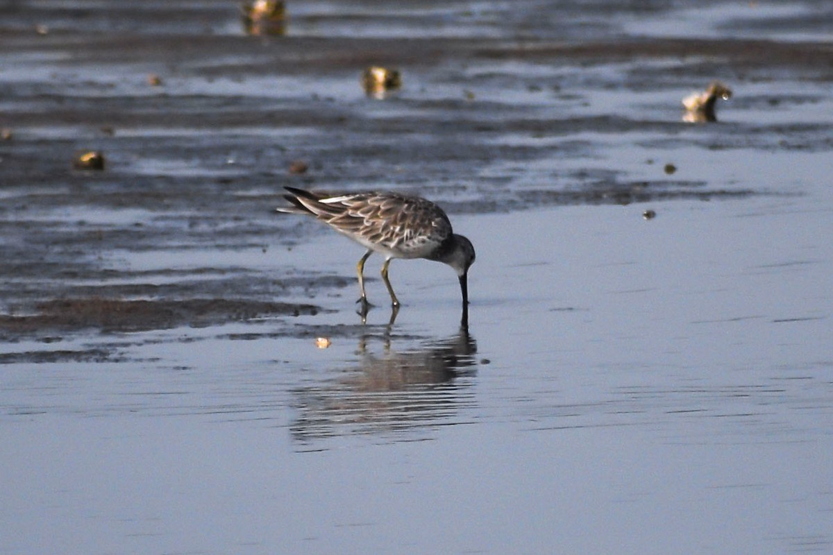 Great Knot - ML415714131