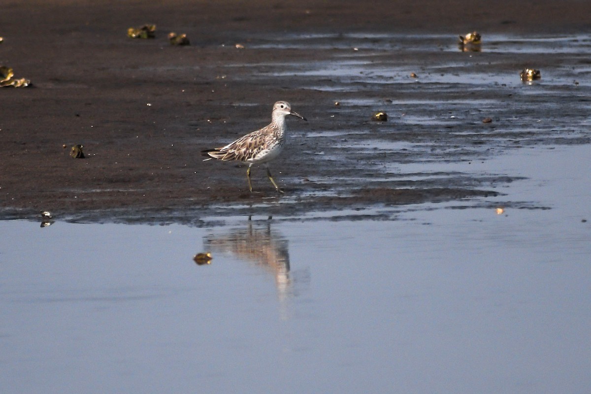 Great Knot - ML415714141