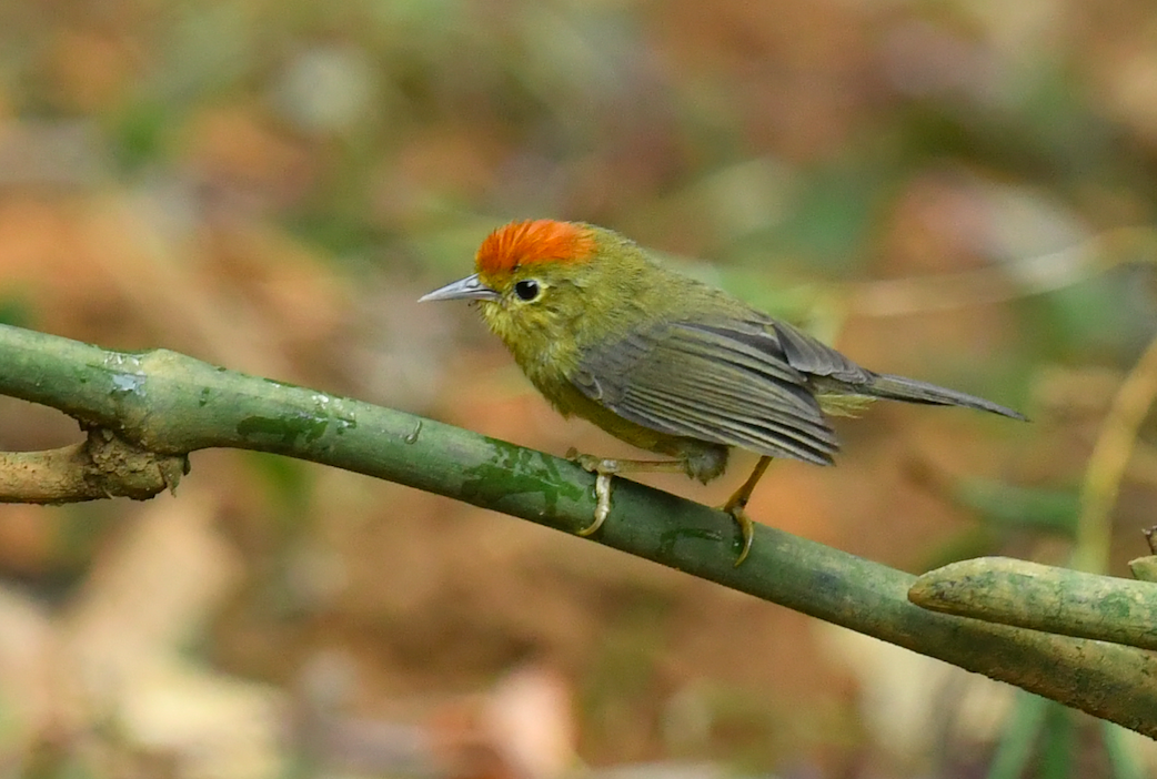 Rufous-capped Babbler - Qin Huang