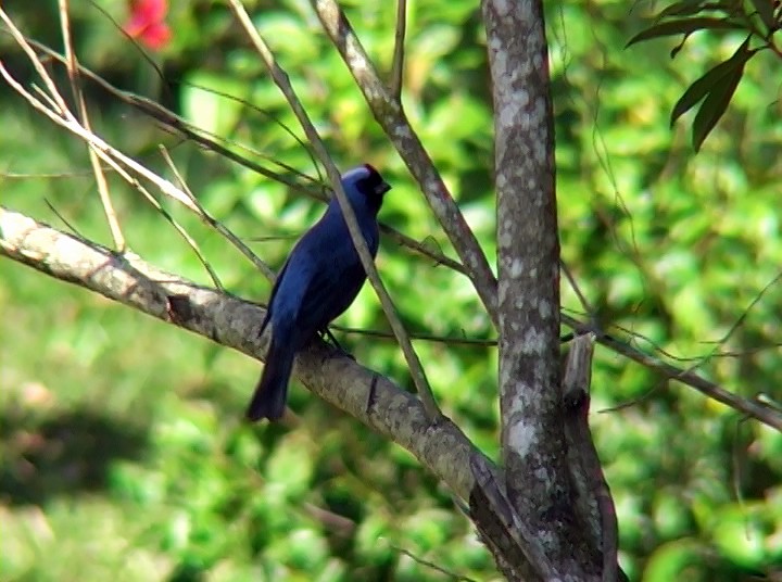 Diademed Tanager - ML415714771