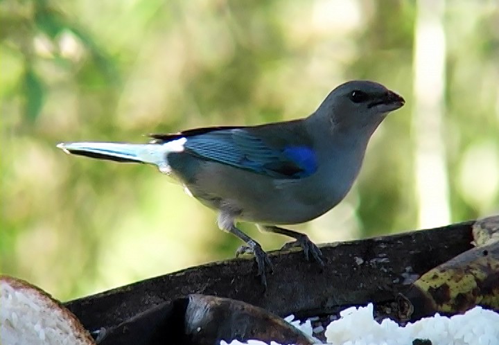 Azure-shouldered Tanager - ML415716641