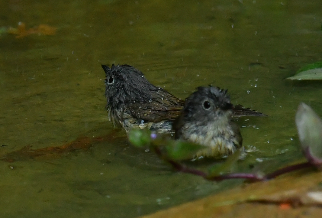 Huet's Fulvetta - ML415716841