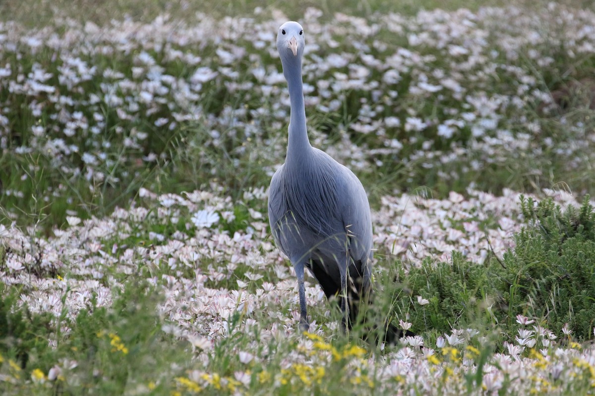 Blue Crane - ML415716931