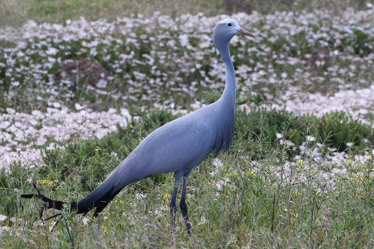 Blue Crane - ML415716941