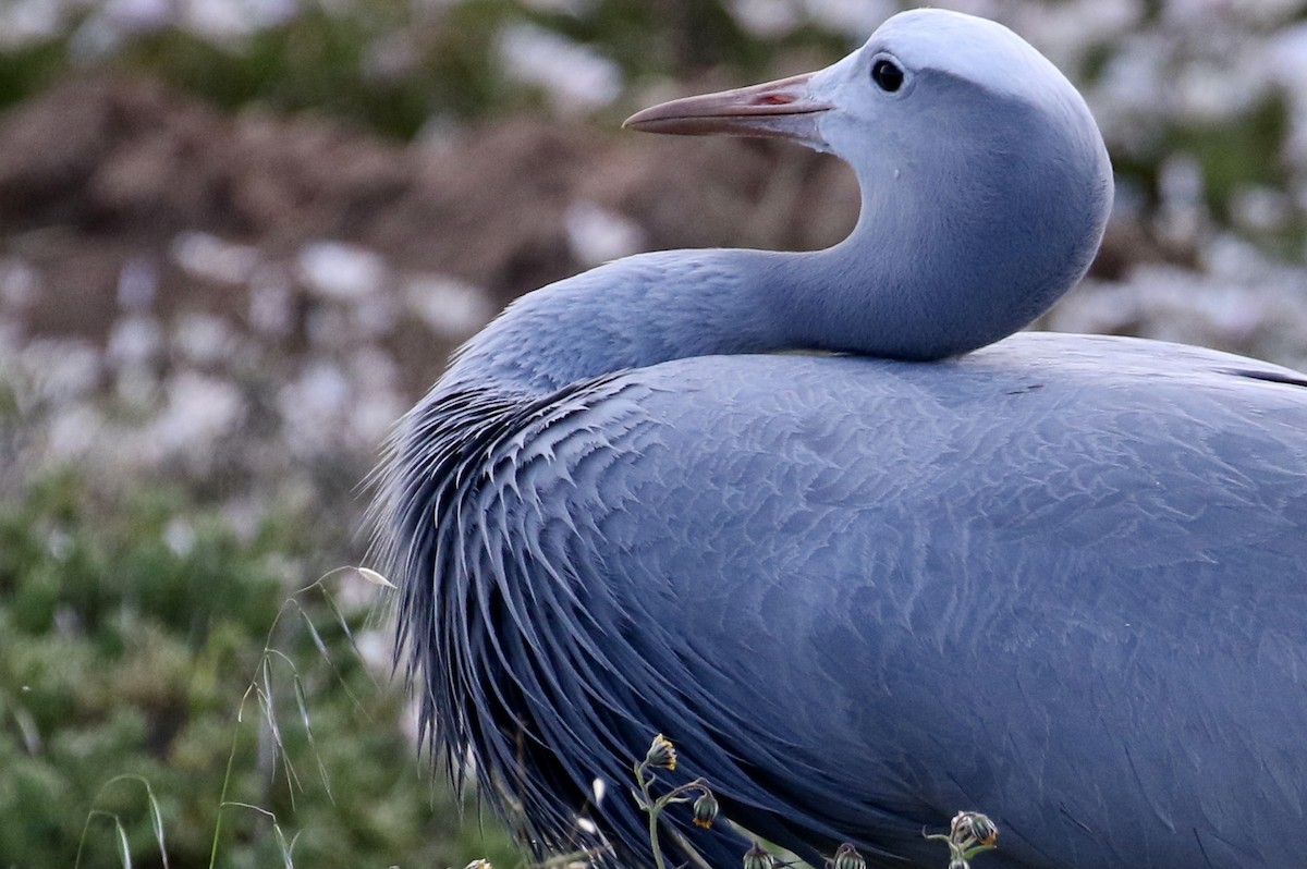 Blue Crane - ML415717001