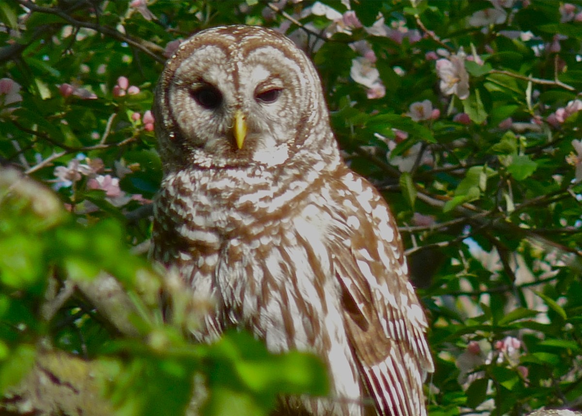 Barred Owl - ML41571701