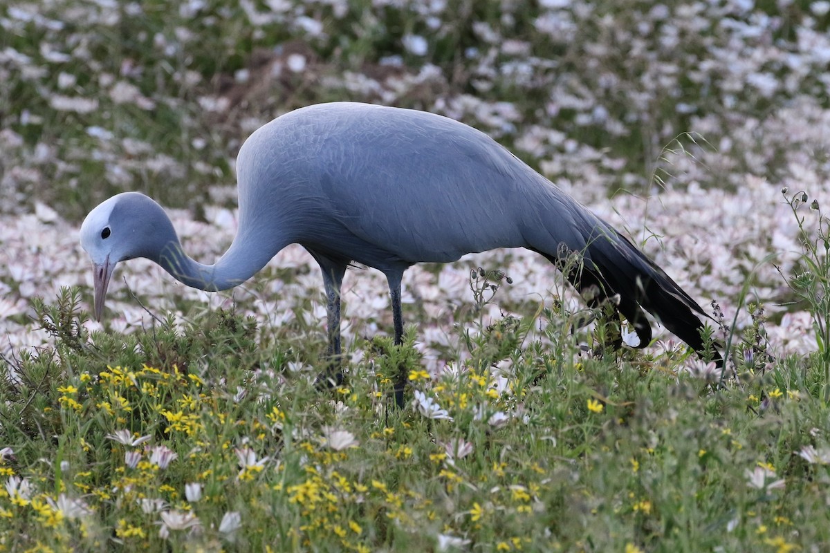 Blue Crane - ML415717011