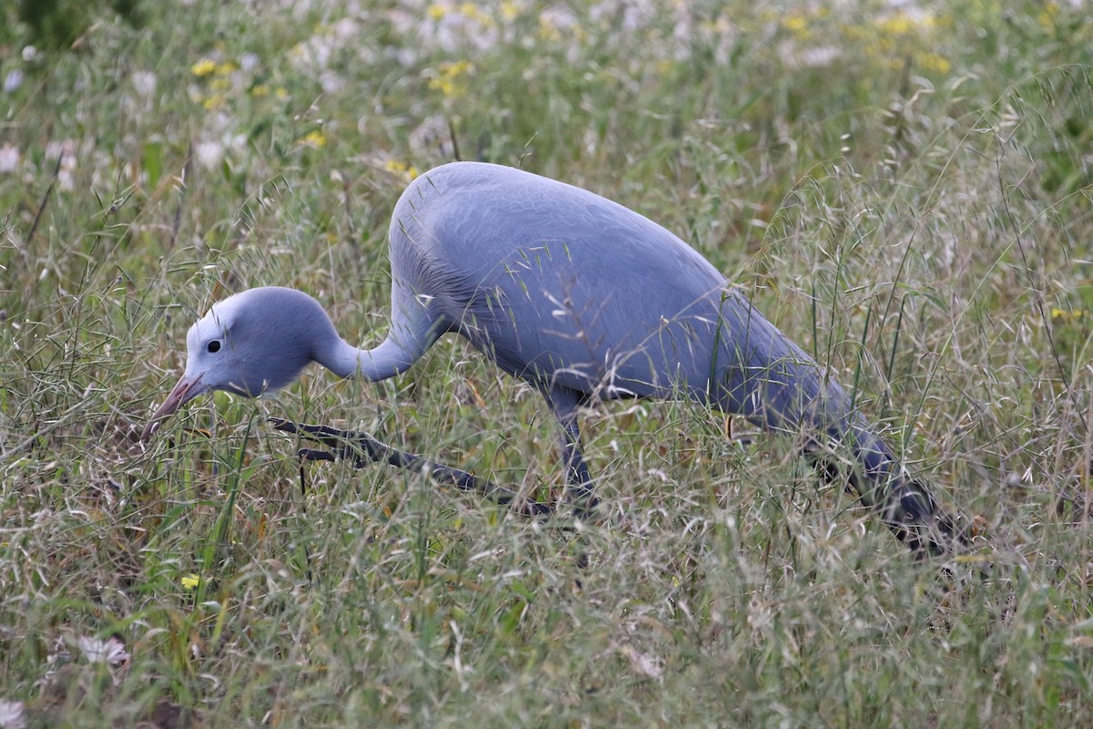 Blue Crane - ML415717021