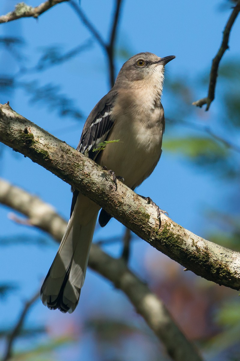 Northern Mockingbird - ML41571721