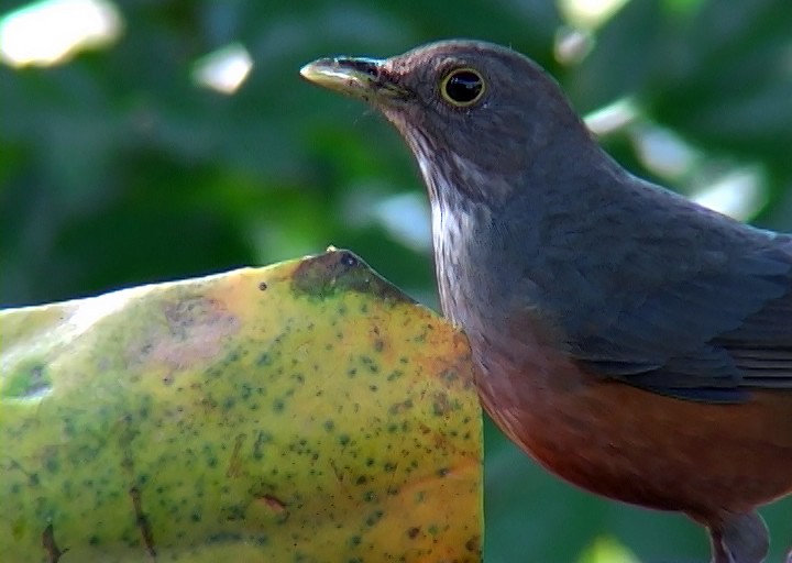 Rufous-bellied Thrush - ML415717221