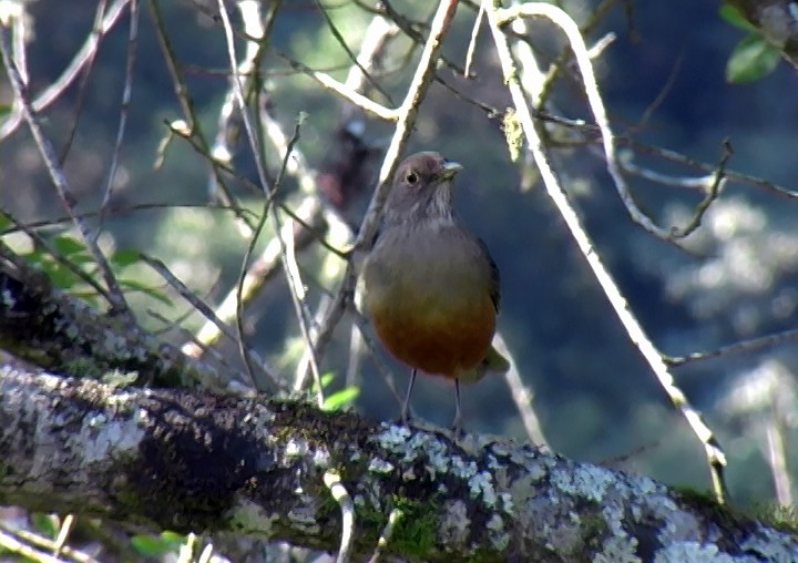 Rufous-bellied Thrush - ML415717231