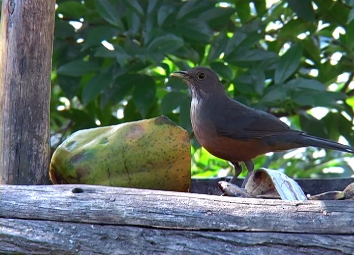 Rufous-bellied Thrush - ML415717241