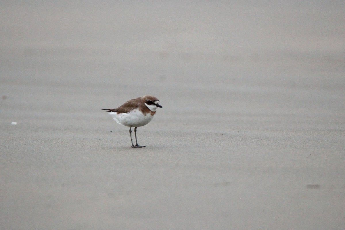 Siberian/Tibetan Sand-Plover - ML415717281