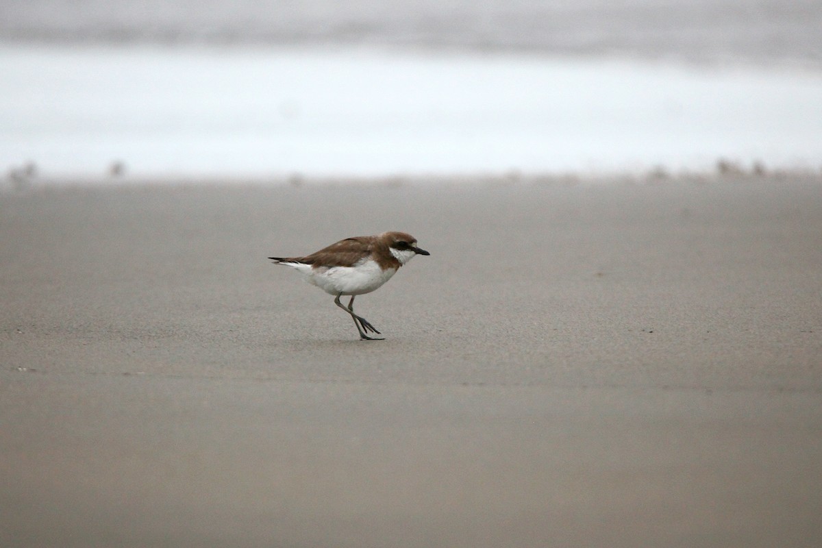 Siberian/Tibetan Sand-Plover - Cyan C.