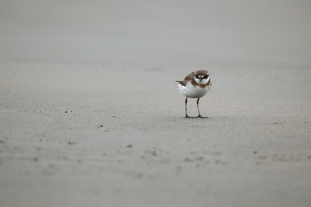 Siberian/Tibetan Sand-Plover - Cyan C.