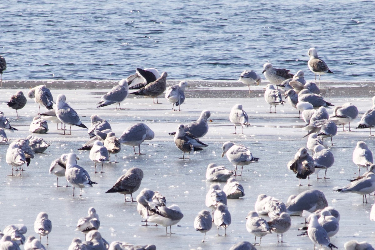 Lesser Black-backed Gull - ML415717411