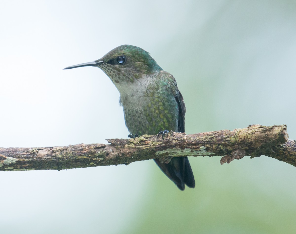 Vervain Hummingbird - ML41571771