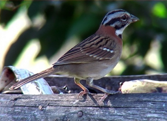 Chingolo Común (grupo capensis) - ML415717791