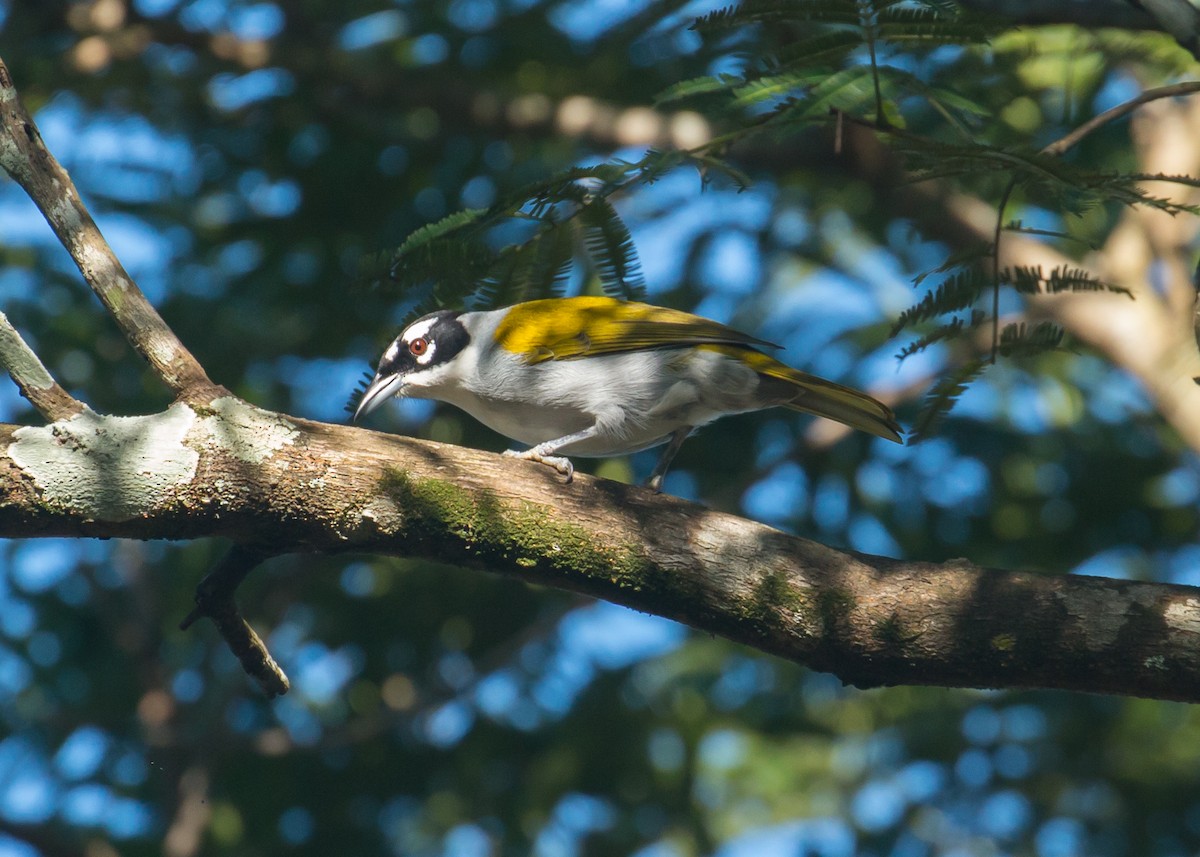 Black-crowned Palm-Tanager - Patrick Van Thull