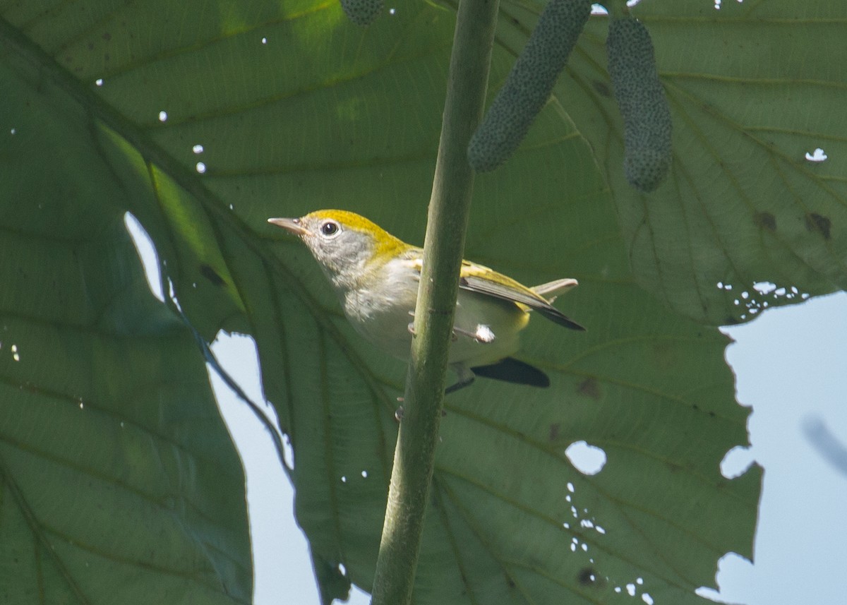 Chestnut-sided Warbler - ML41571821