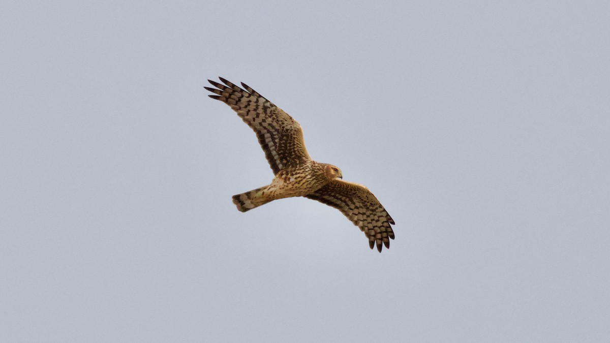 Northern Harrier - ML415720071