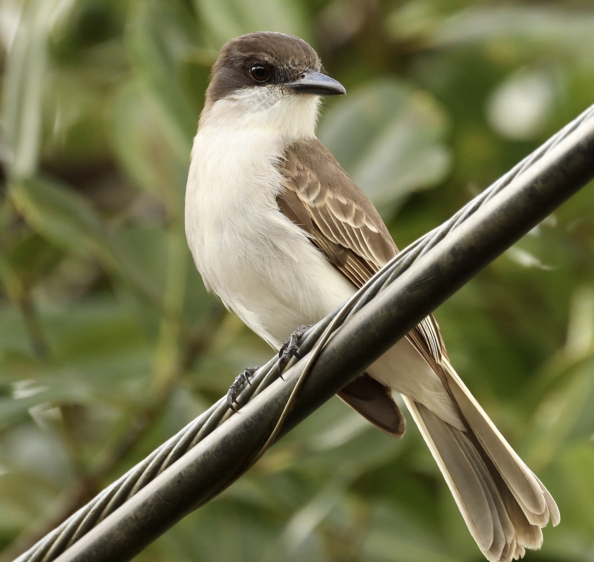 Loggerhead Kingbird - ML415721311