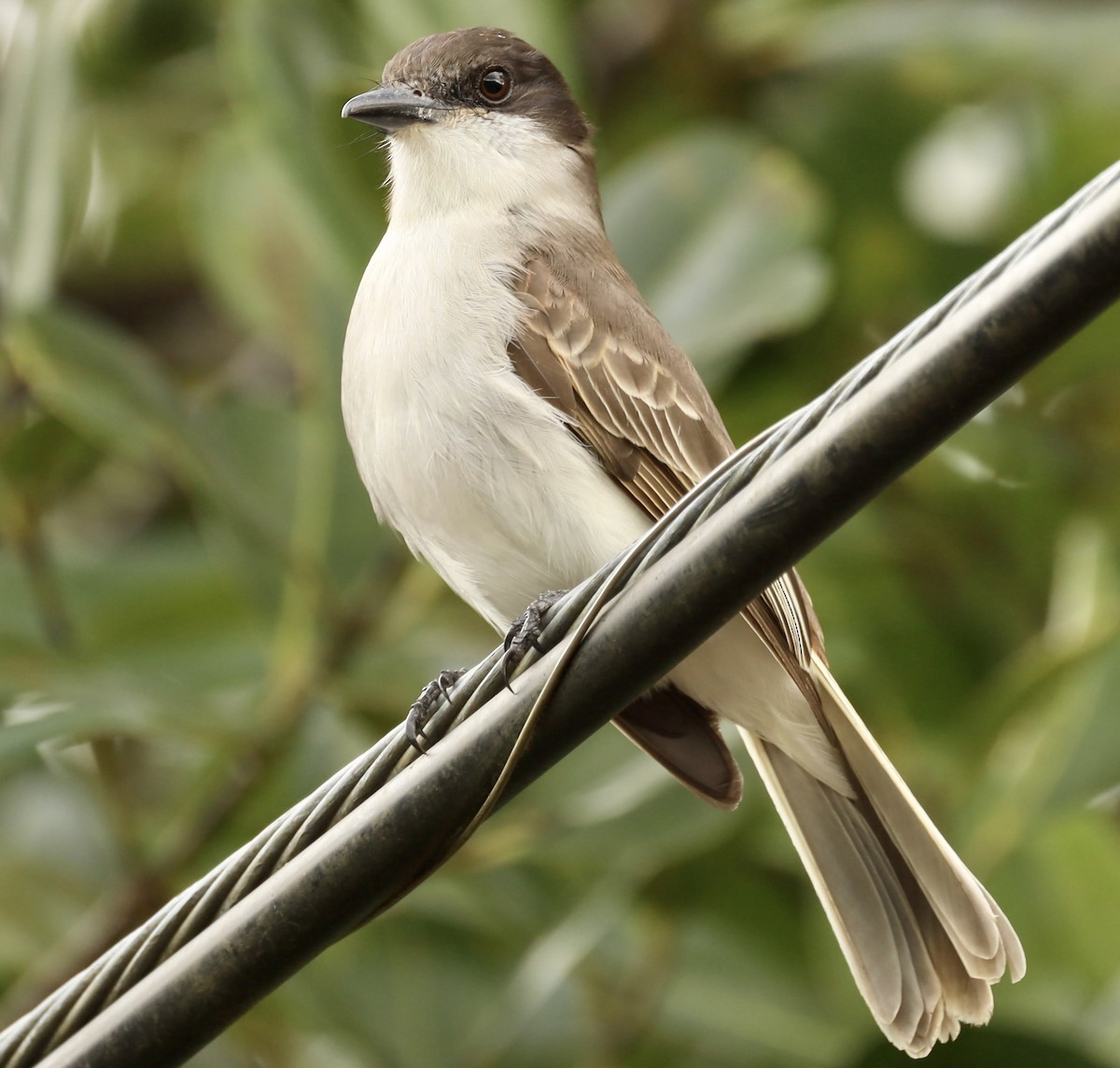 Loggerhead Kingbird - ML415721321