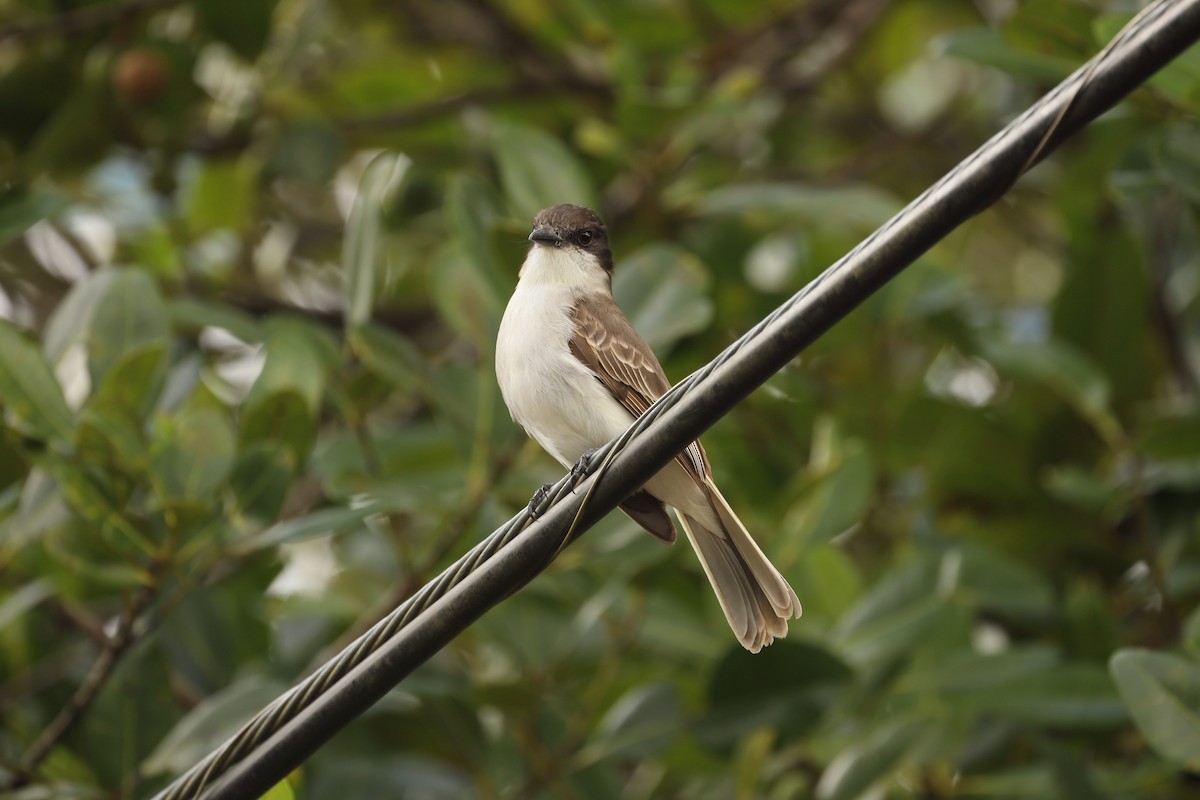 Loggerhead Kingbird - ML415721331