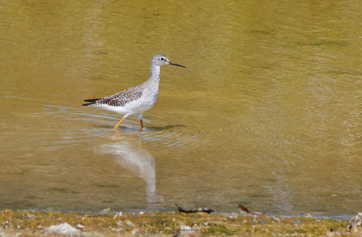 Lesser Yellowlegs - ML415722951