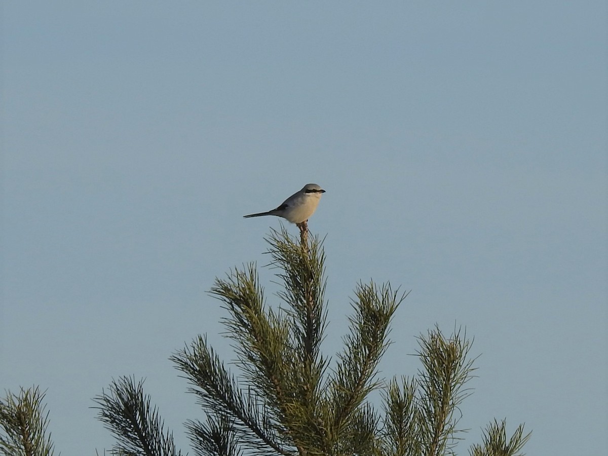 Үнсэн дунхай - ML415723341