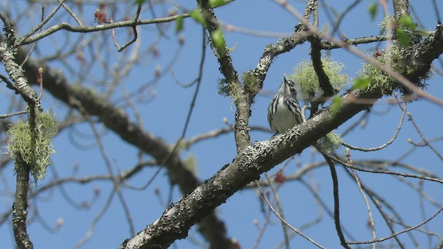 Black-and-white Warbler - ML415724721