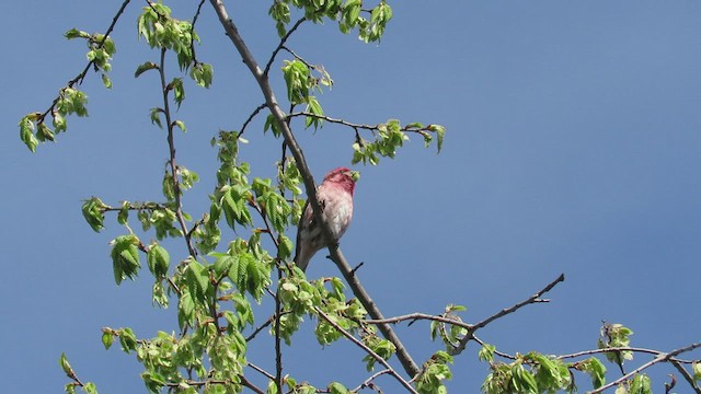 Purple Finch - ML415725021