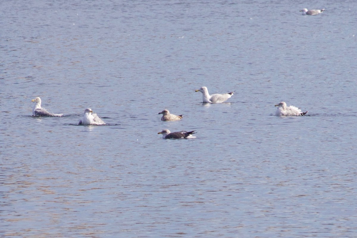 Lesser Black-backed Gull - ML415725481