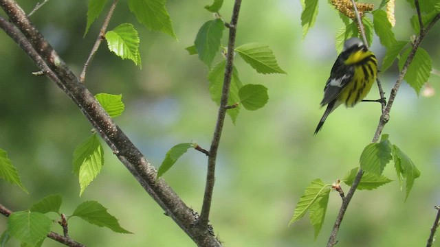 Paruline à tête cendrée - ML415725621